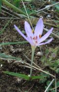 Colchicum cupanii